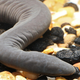 Una serpiente pene, o Typhlonectes natans, extraída de un canal de Miami.